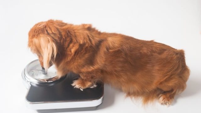 犬