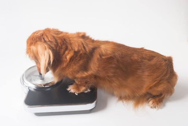 ミニチュアダックス犬のダイエットに成功した食事方法 ちあきめもblog